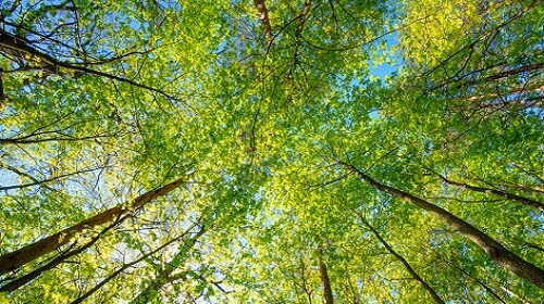 CEnv Chartered Environmentalist