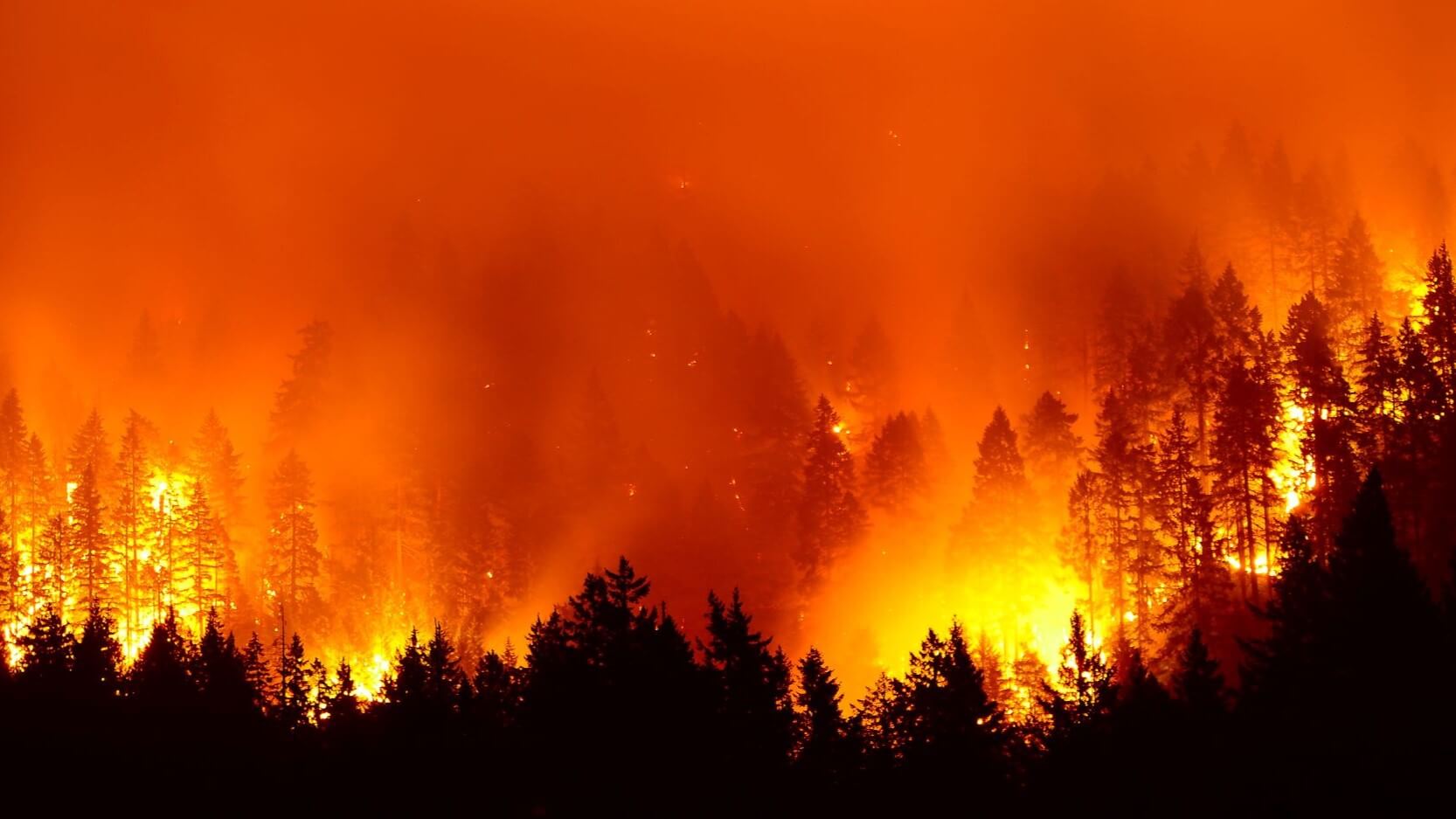 Burning forest trees silhouetted against orange and yellow flames and black smoke.