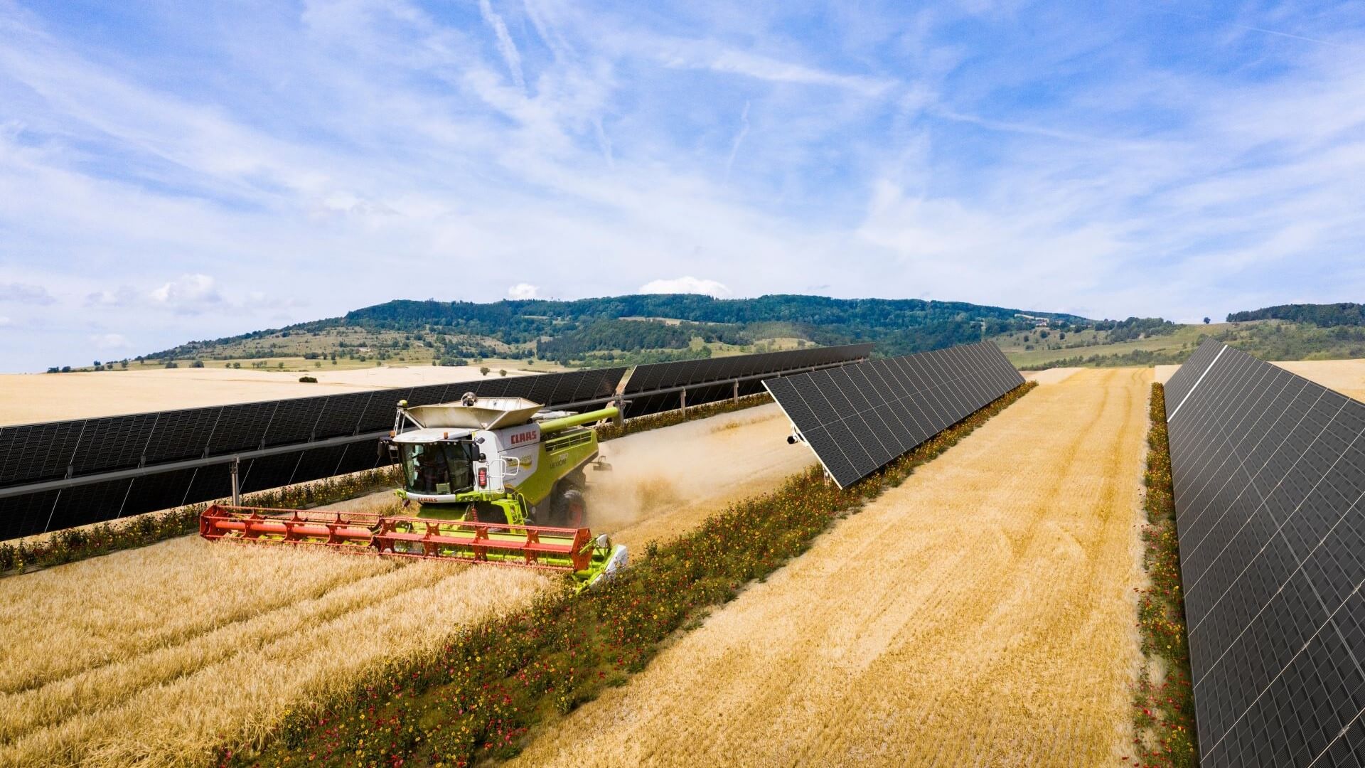 Rows of solar panels with combine harvester driving between two rows, harvesting grain crop