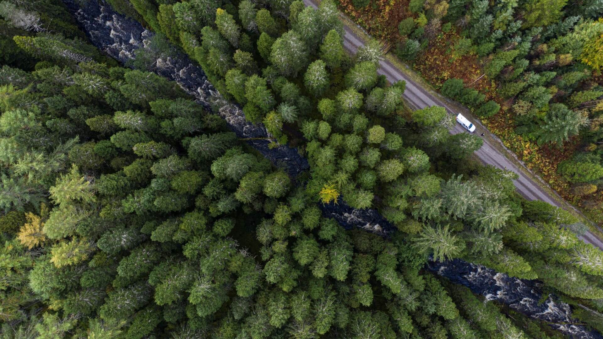 Aerial view of tree canopy with a river running through alongside a road