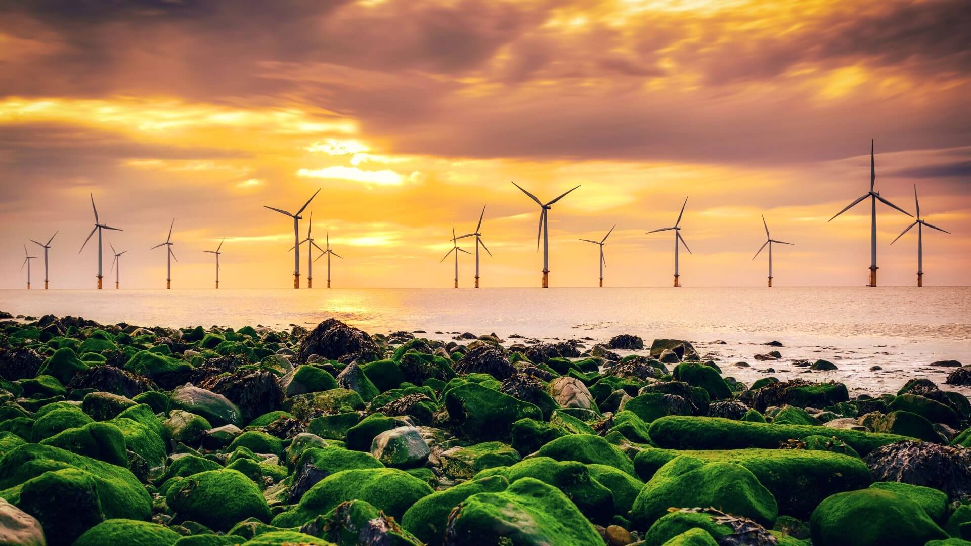 Offshore wind farm with seaweed covered rocks in foreground