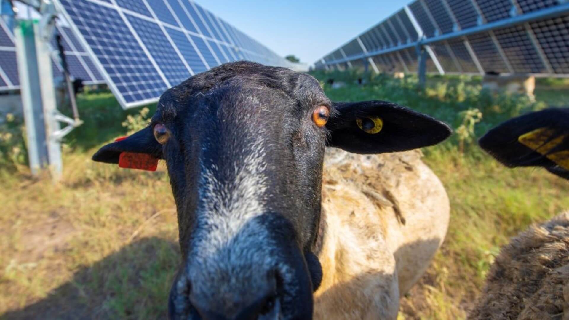 A sheep in between rows of solar panels