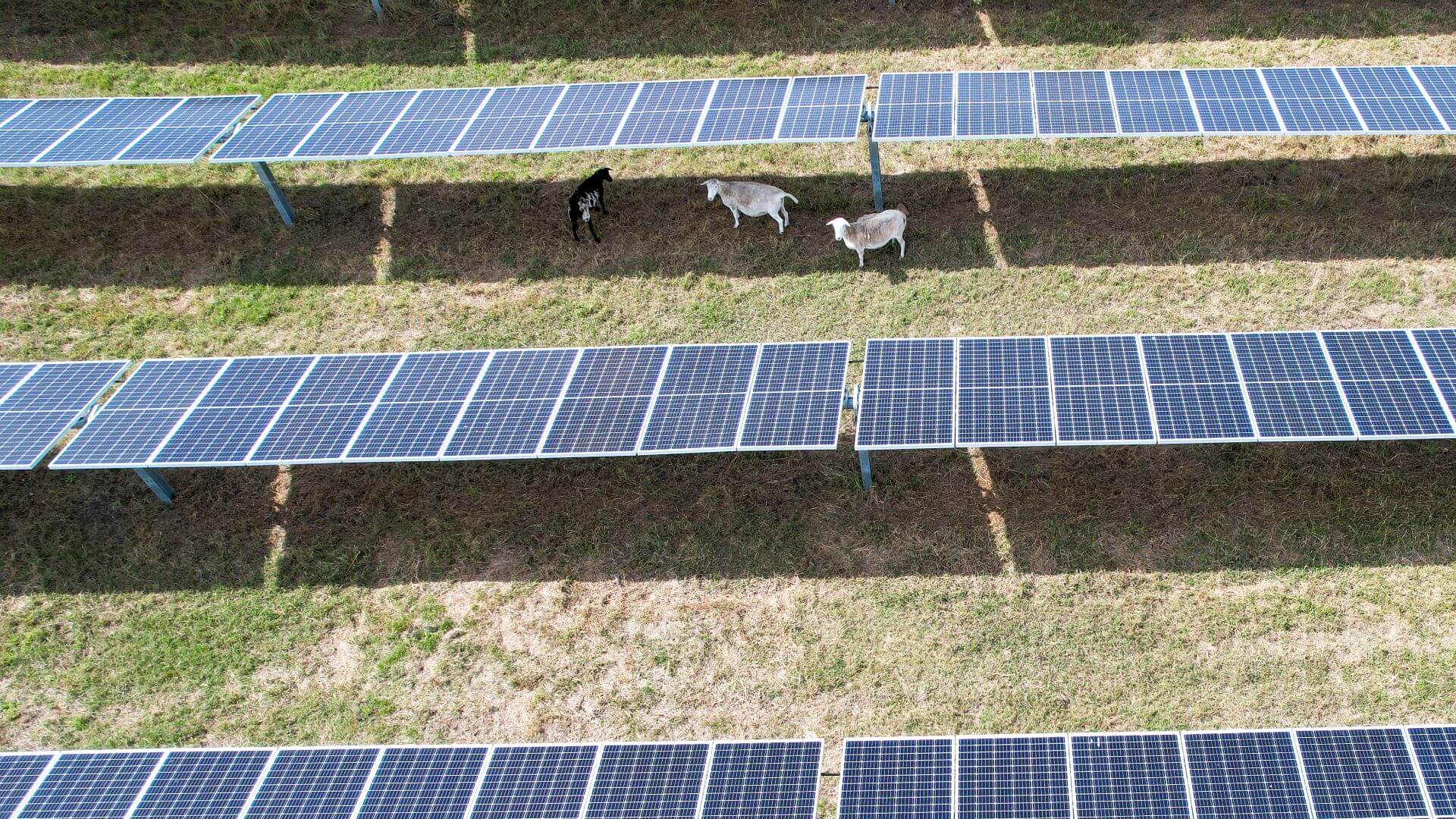 Aerial view of solar farm with sheep in field