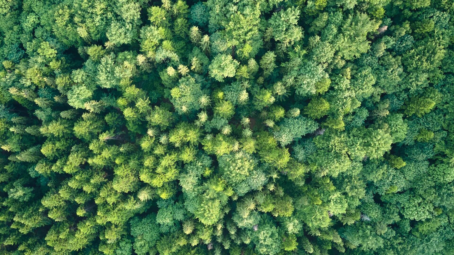 Aerial overview looking straight down at canopy of green pine forest